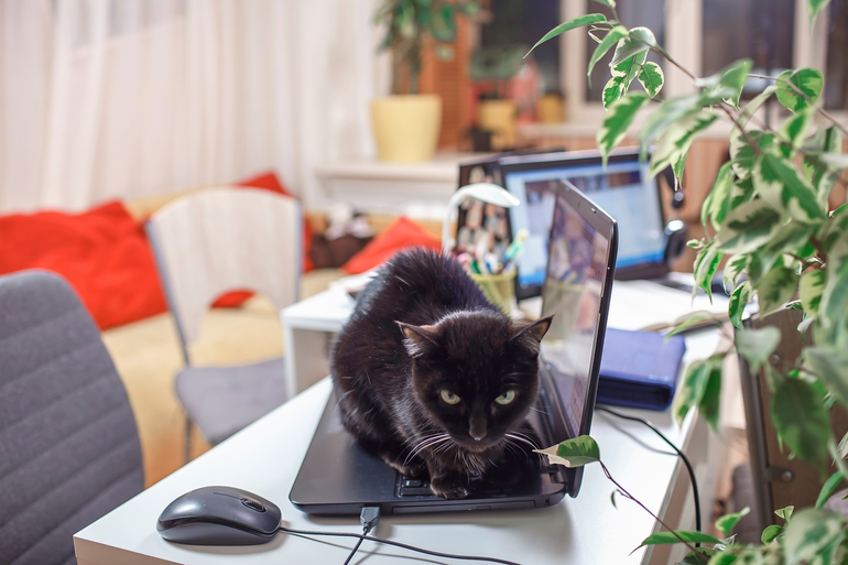 Black cat sitting on a laptop